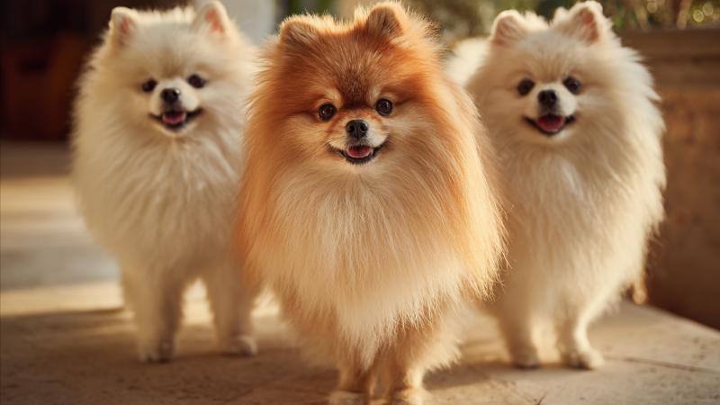 Pomeranian Header